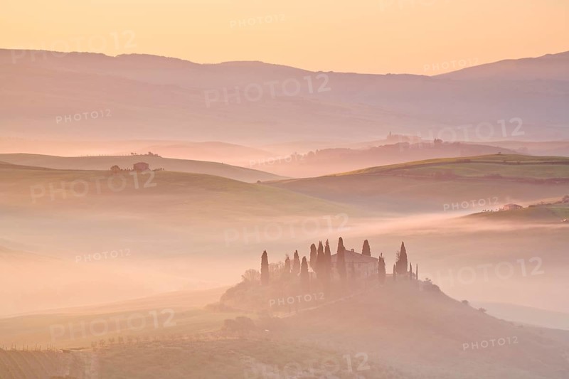 Hilly landscape with cornfields and cypresses