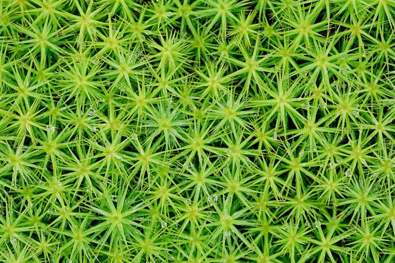 Hairy moss