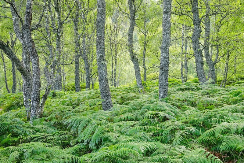Birch forest