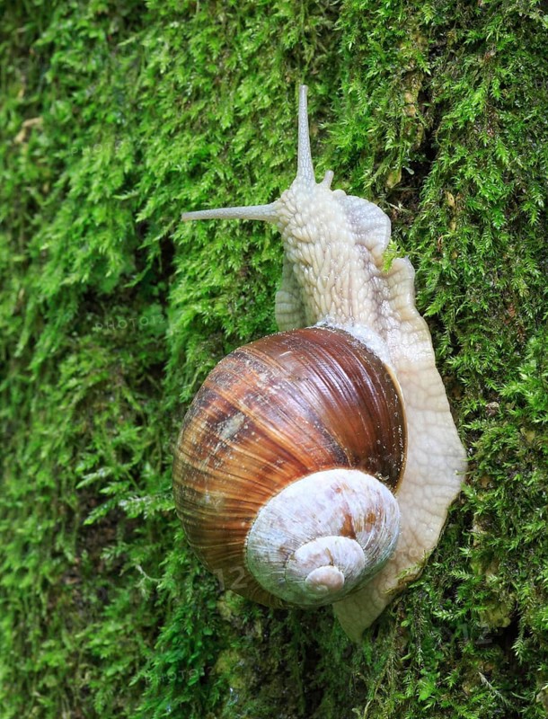 Burgundy snail