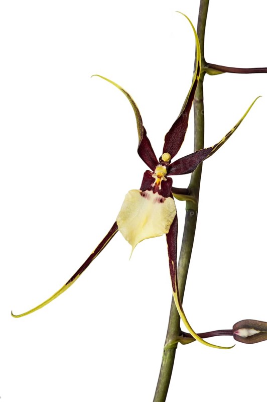 Orchid cultivar Brassidium Kenneth Bivin Santa Barbara