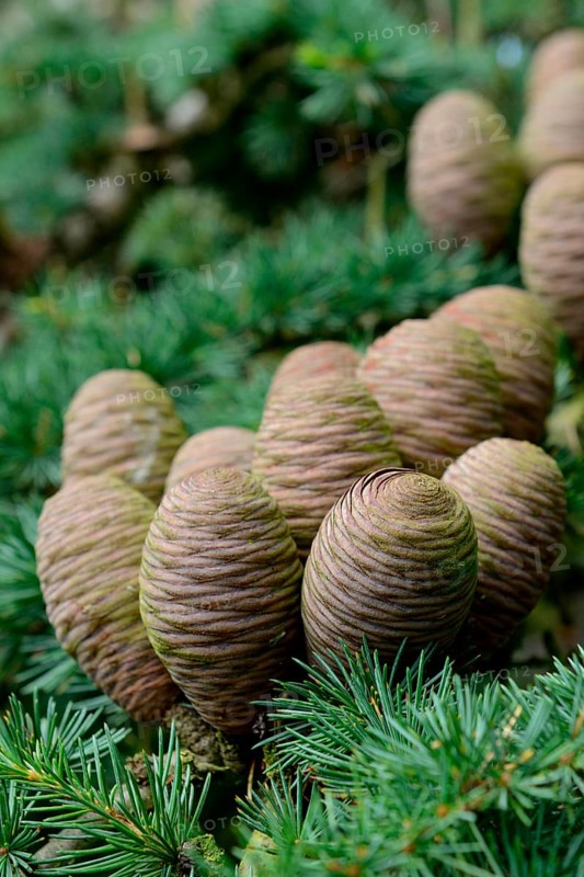Lebanon cedar
