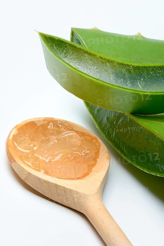 Aloe leaf discs and cut leaf