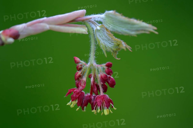 Flowers and leaf shoots