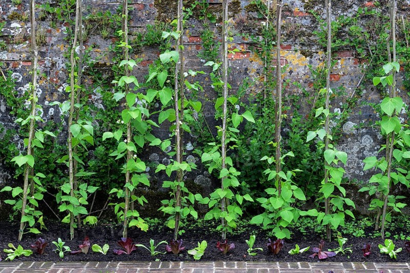 Runner beans in front of wall