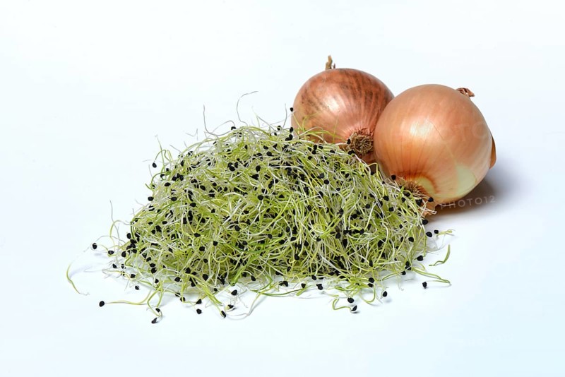 Onion sprouts with onions