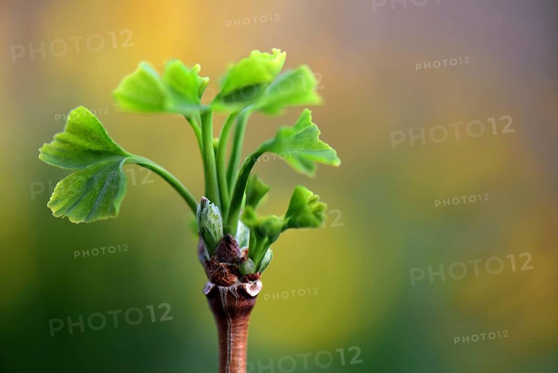 Leaf shoots of ginkgo tree