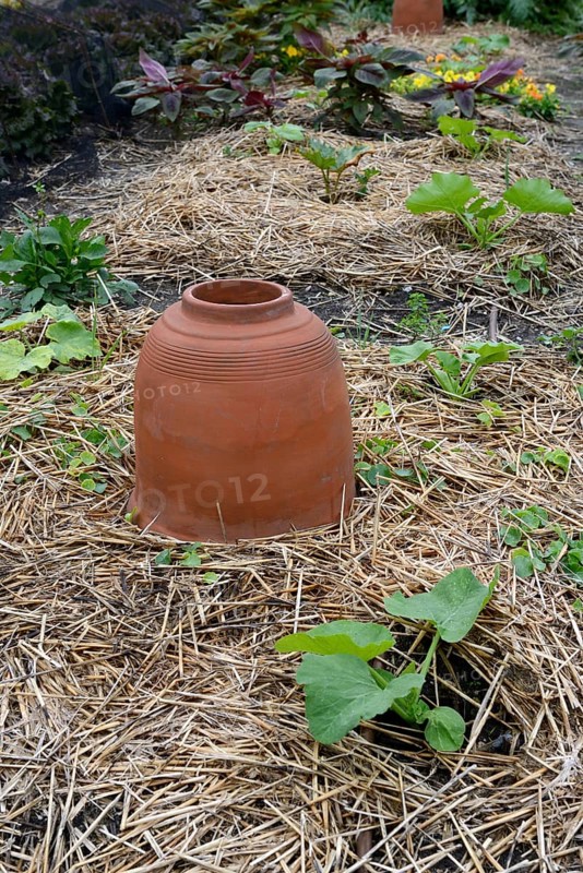 Rhubarb bleaching pot