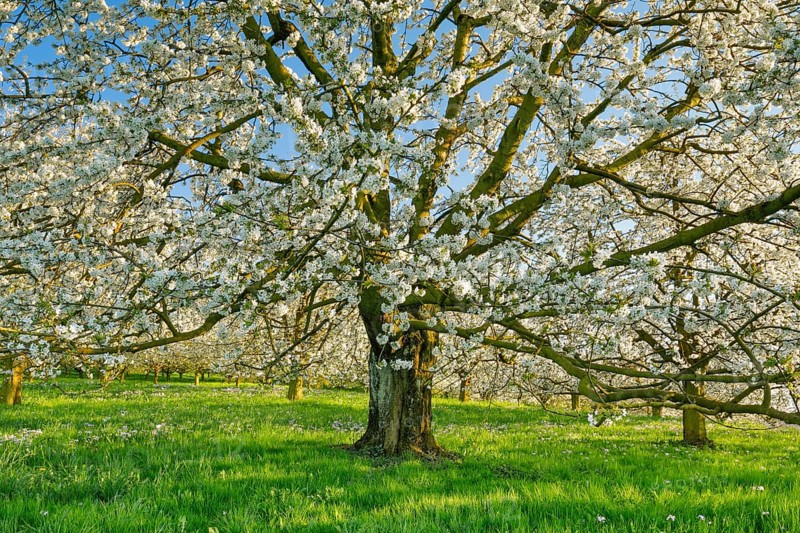 Cherry tree in spring