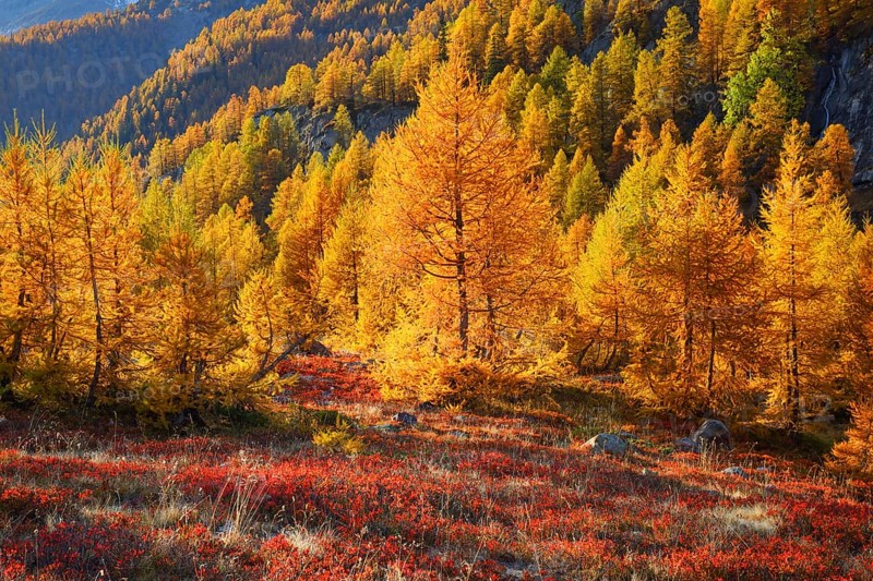 Larch forest and blueberry bushes