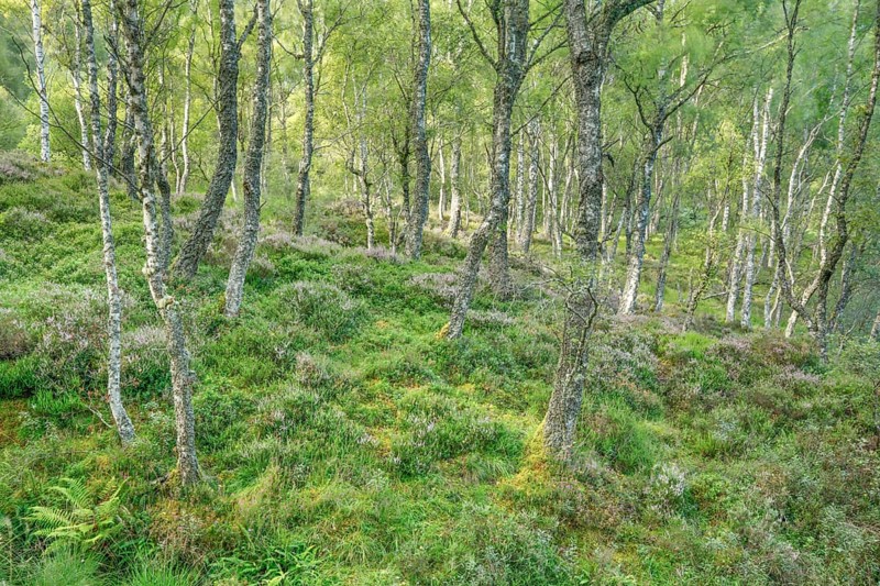 Birch forest