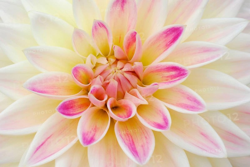 Dahlia