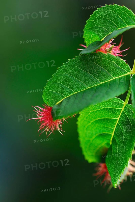 Mossyrose gall wasp