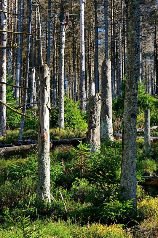 Young spruce and deadwood