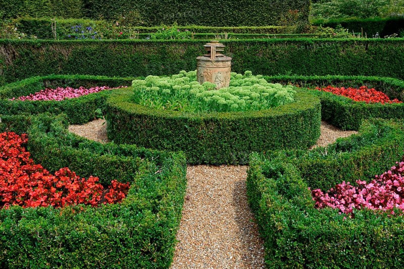Common boxhedge