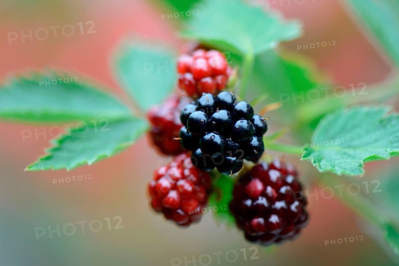 Blackberry