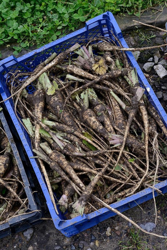 Freshly harvested Parsleys roots