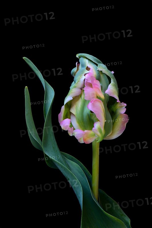 Parrot tulip