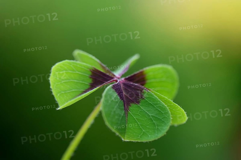 Lucky Clover