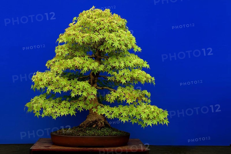 Bonsai tree