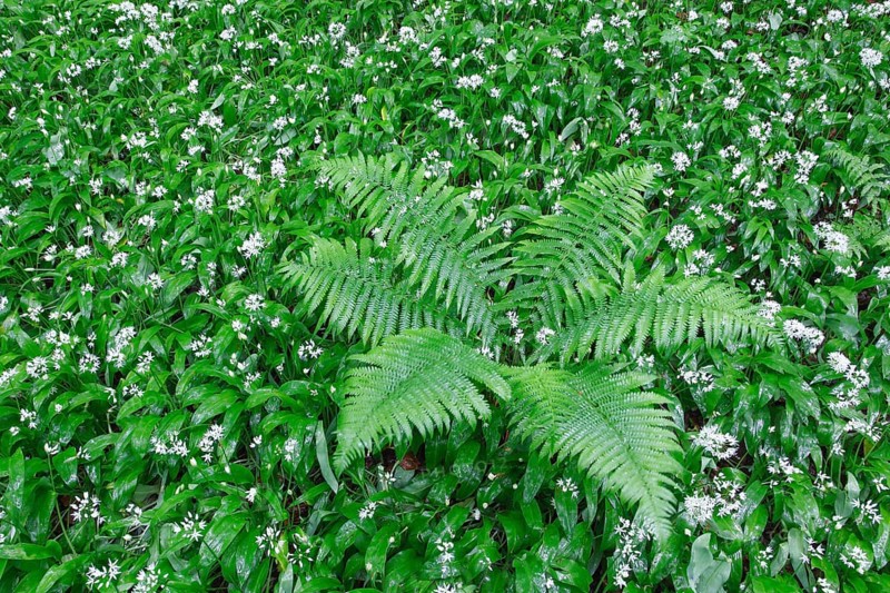 Fern and wild garlic