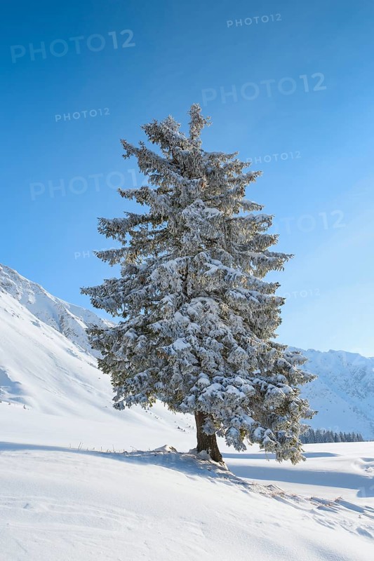 Snowy fir tree
