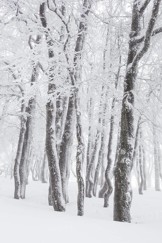 Beeches