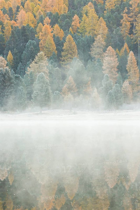 Larch and spruce forest on Lake Stazersee