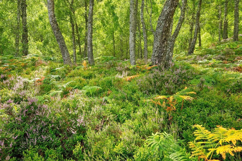 Birch forest