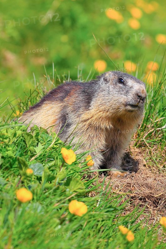 Alpine Marmot