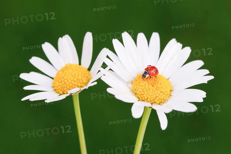 Two-spotted ladybird on daisy