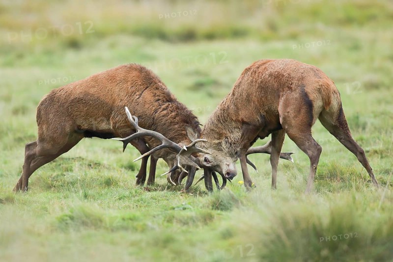 Red Deer or Hart