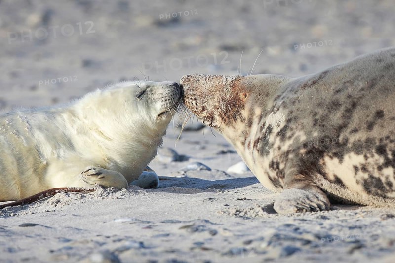 Grey seal