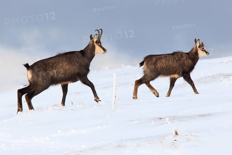 Chamois