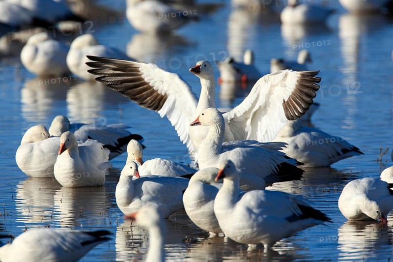 Snow goose