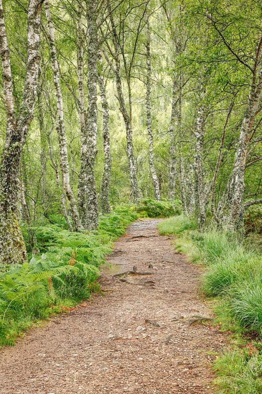 Footpath in birch forest
