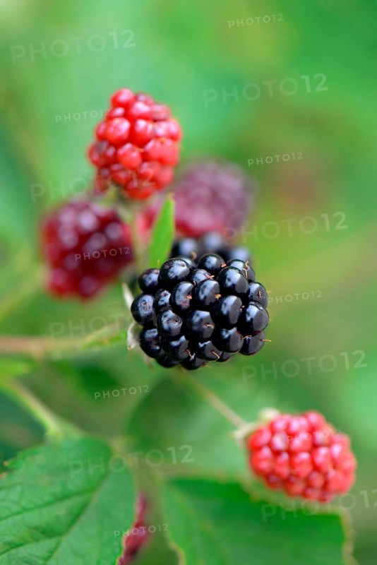 Blackberry