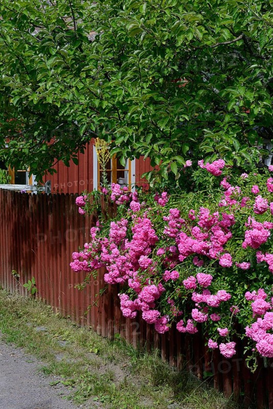 Climbing roses with garden fence