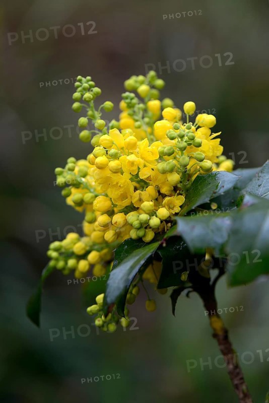 Oregon-grape