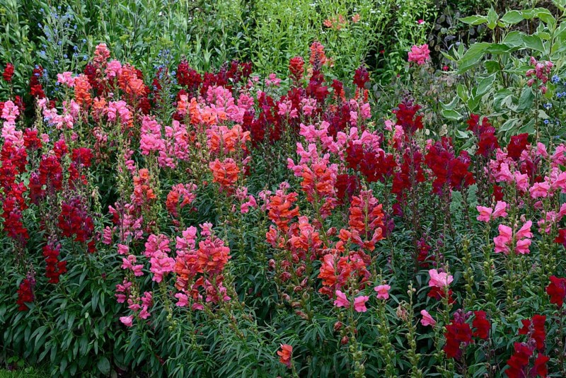 Snapdragon