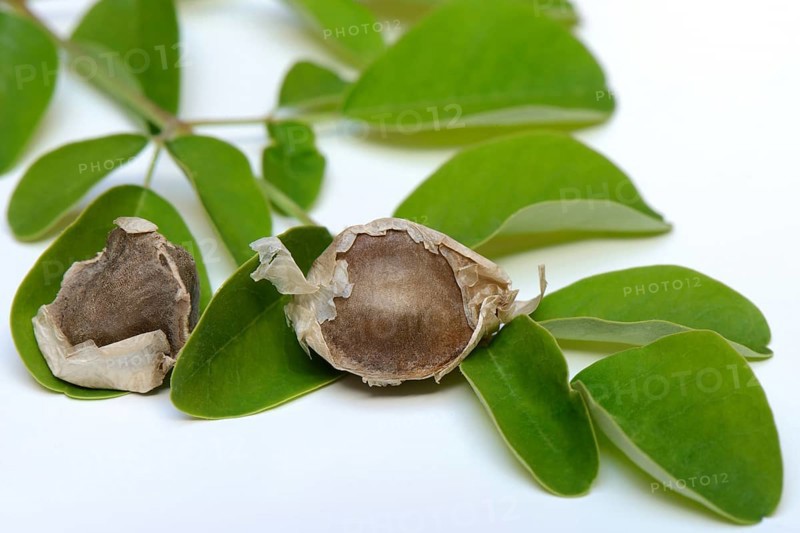 Moringa