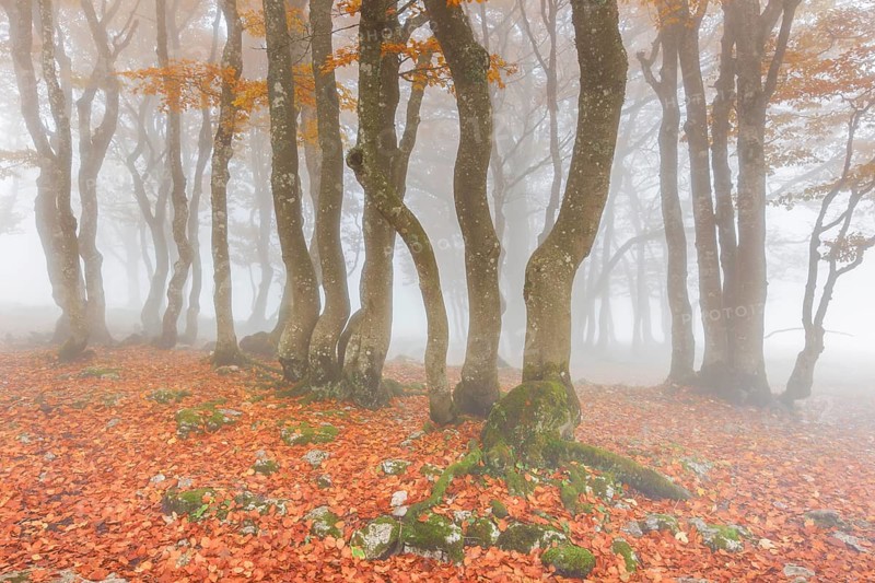 Beech forest in autumn