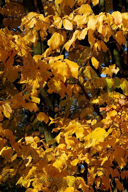 Persian ironwood