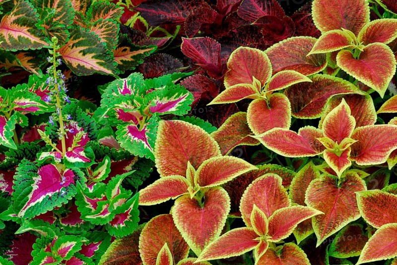 Coleus nettle
