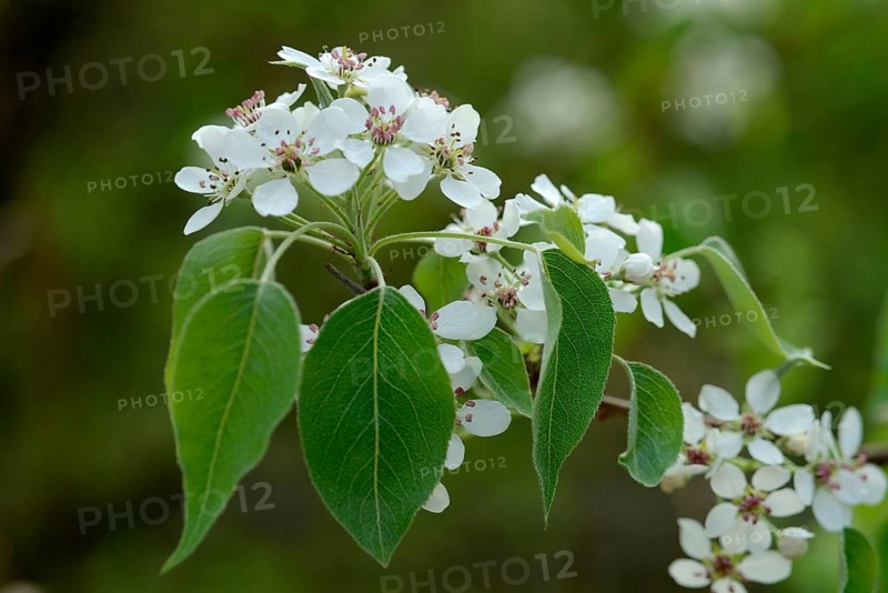 Birch leaf pear