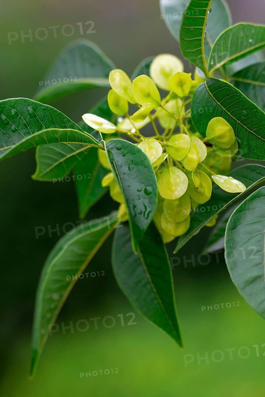 Hop Tree