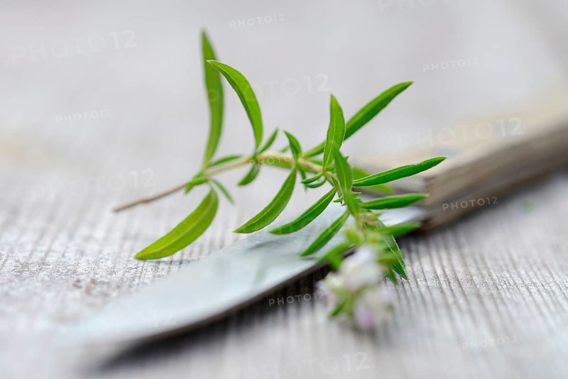 Summer savory