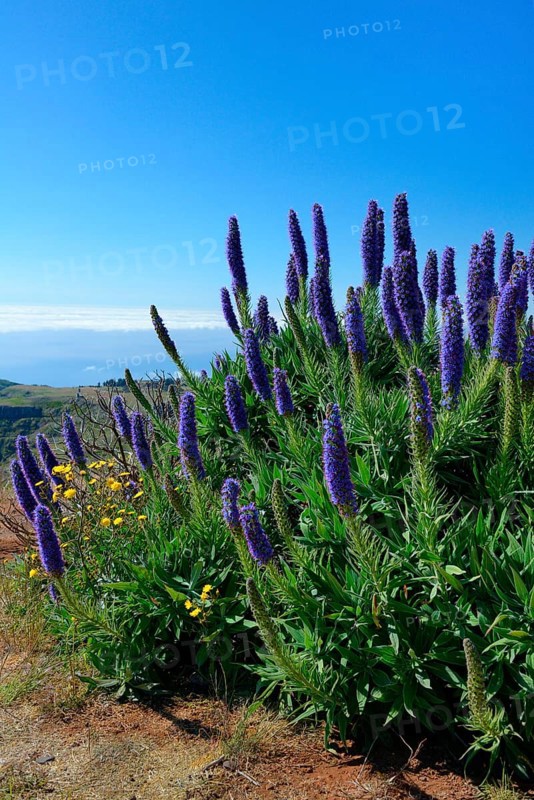 Pride of Madeira