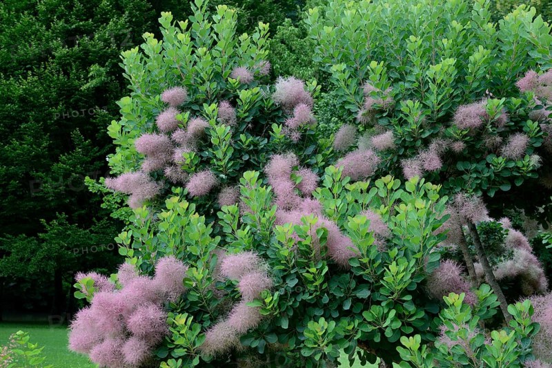 Wig Bush
