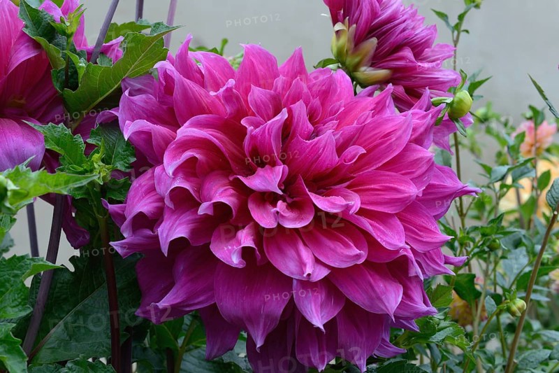 Dahlia